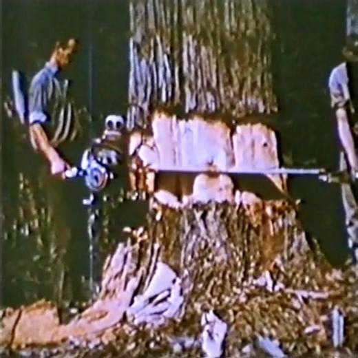 33K views · 445 reactions | Felling of the giant oak tree in 1885 | Stutteri Horskilde | Facebook