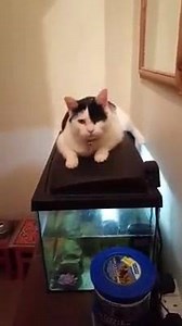 Look how marvellous Goy is balancing on top of the bumpy turtle tank AND having CH 󾌲󾬐󾬏. Of course Meowmy says that's exactly why she called her Goy, which means Wonderful/Amazing 󾬐󾬏󾬐󾬏 | CH Kitty Tales Ireland