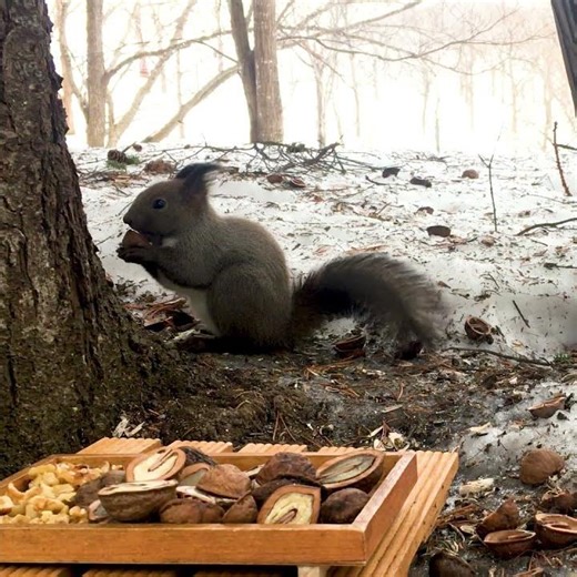 Squirrels dislike strong winds, yet they are desperately eating walnuts in the gale.