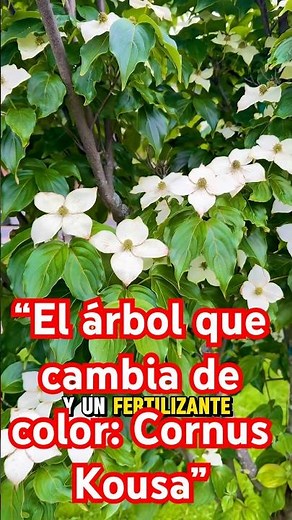 “Cornus Kousa: ¡El árbol que cambia de color!” #CornusKousa#DogwoodJaponés #árbolesdejardin