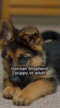 German Shepherd Puppy vs Adult, What’s the Difference?