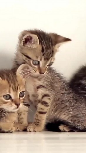 Funny Cat Videos Compilation 2020