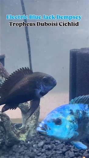 Pretty Fish CICHLIDS Tropheus Duboisi Cichlid Electric Blue Jack Dempsey Cichlid #fishtank #aquarium