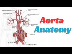 Anatomy of Aorta
