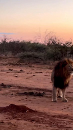 Watch these 2 remarkable lion brothers set out for patrolling their territory at sunset. Right next to our safari vehicle. 😍🦁 Massive thanks so Silas for capturing this sighting we had! #malelions #lionsafari #safariexperience #madikwegamereserve | All Out Safaris