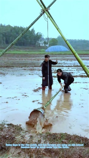 Traditional Irrigation Method: Moving Water With a Bamboo Lever
