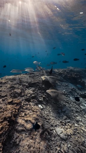 11 reactions | A stunning and peaceful reef scene. Filmed by @rosslongphoto in the Maldives ~~~~~ #krakensports #maldives #maldivesunderwater #freediving #stingray #coralreef #underwatervideo | Kraken Sports | Facebook