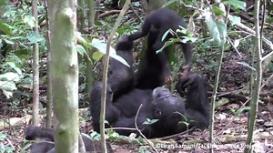 WATCH: Adult chimpanzee plays cute ‘airplane game’ with baby chimp