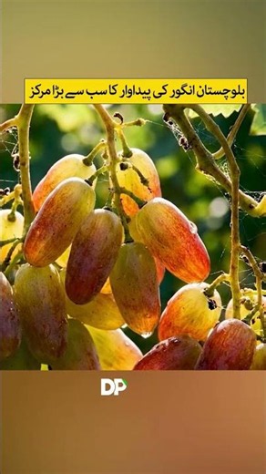 Balochistan: The Largest Center of Grape Production | Discover Pakistan Shorts