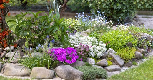 Kvíz: Jak dobře znáte skalky a jejich budování?