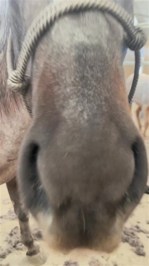 ✨ Why body clipping your performance horse is a game-changer! ✨ Before a ride, especially in warmer months or during heavy training, a thick coat can make your horse overheat, sweat excessively, and feel uncomfortable. ✨ Body Clipping ✨ 🐴 Helps your horse stay cool and comfortable 💨 Prevents sweat from soaking their coat and chilling them afterward ⏱ Saves time on grooming and post-ride care 🏆 Keeps them looking sleek and show-ready It’s not just about looks—it’s about performance, comfort, a