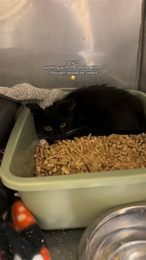 @rosieandtheshelterpups on Instagram: "Baby girl made a HUGE step forward tonight 🥹🖤 From the first few clips of Serra swatting & hand biting to openly playing with me for the first time (not using her emotional support brush). She’s come out of her shell so much the last 19 days 🥹 before we know it, our little spicy bean will be ready for adoption! #spicykitten #shelterkitten #fosterkittens #fostermom #kittens"