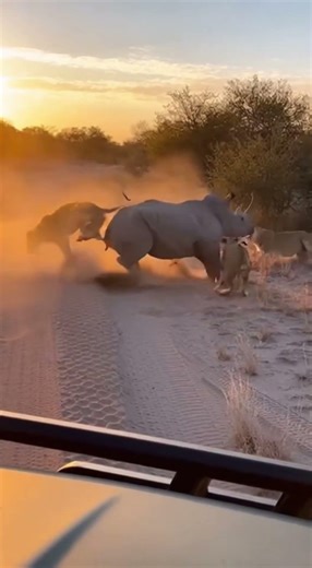 Rhino Mom BOWLS 3 Lionesses - TRIPLE LAUNCH Saves Calf! 🦏 세마리격파 🦏 三頭撃破 #viral #shorts