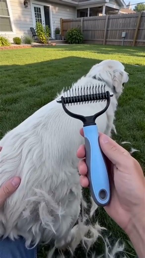 The best brush for dogs 😮