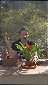 92K views · 1.4K reactions | Kokedama are fun ways to grow...