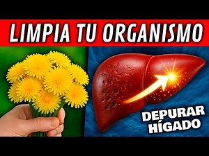 Eliminate toxins and cleanse your liver with this medicinal plant 🌿 (Dandelion properties)