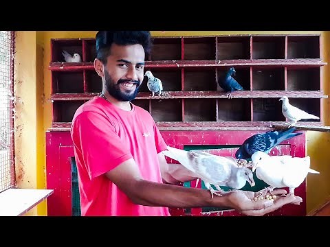 How to train your pigeons free fly to hands |IN 5 EASY STEPS|100% results|Any pigeon can be trained|