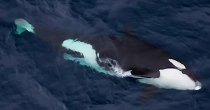 Discover the Ultimate Orca Whale Watching Adventure in Bremer Bay - Reserve Your Spot for the 2023/24 Season Now! 🌟 Over 700 Enthusiastic 5-Star TripAdvisor Reviews 🙌 Pioneers of Killer Whale Expeditions in Bremer Bay - Unmatched Expertise 🔬 Expert Marine Biologists On-Board for Every Expedition ❤️ Impeccable Safety Record - 100% Rating 🛥️ Unparalleled Stability and Safety on our Wildlife Expedition Vessel ✔️ Remarkable 96% Success Rate in Spotting Whales 📸 Complimentary High-Quality Photos