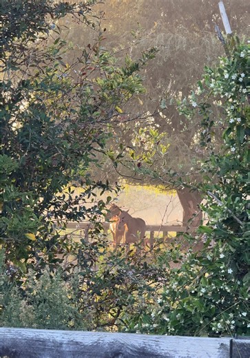 A Week on the Farm: Harness Racing Adventures