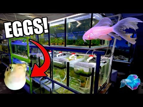 BREEDING WEIRD FISH IN THE FISH ROOM!