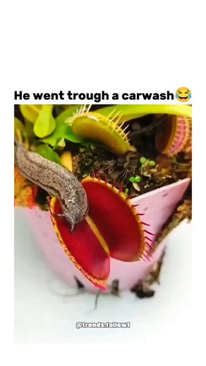 Films | Movies | Tv series on Instagram: "The video depicts a slug entering and escaping a Venus flytrap's trap, with its body forcing through the spiny edges in a motion resembling a carwash, highlighting the plant's carnivorous mechanism in a comedic light. Venus flytraps close on stimuli from small prey like insects, but larger slugs often break free due to their size and mucus lubrication, a natural escape supported by observations in carnivorous plant studies. Posted on 6 January 2026, the 