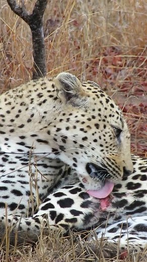 3.9K views · 2.5K reactions | Bizaan carefully tending to his battle scars. #leopard #bigcat #cat #animals #animallovers #nature #wild #wildlife #wilderness #safari #africa #southafrica #natgeo #bbcearth #earth #earthfocus #explore #explorepage | Calvin In The Wild | Facebook