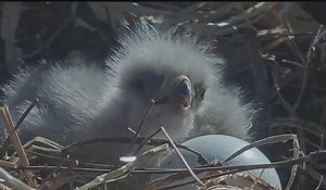 Watch these brand new baby eaglets and their proud parents on a 24/7 livestream direct from the forest
