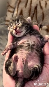 Sister moms Lily and Squeaky's babies are doing so well after a very rough start in life! 🐾🥰 Fall in love on our rescue livestream: TinyKittens.com/live Apply meow to adopt: TinyKittens.com/available #Rescue #Cat #CatLover #kitten #bottlebaby | Tinykittens