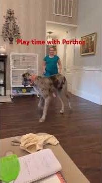 Porthos of the Kings Musketeers