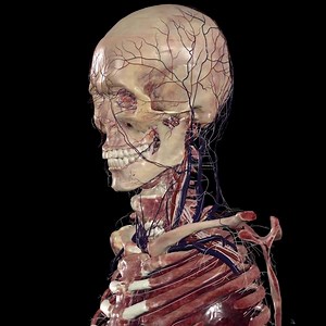 Forget the microscope–Anatomage’s Table 10 virtual anatomy software takes you into a world where the tiniest anatomical structures unfold before your eyes. Zoom in on an Anatomage Body at a 0.2 mm photorealistic resolution to explore the intricacies of an entire real human body. Tap to learn more! Learn more at: https://anatomage.com/table10/ #Table10 #anatomagetable #microscope #anatomy #anatomicastructures #photorealistic #microscopicresolution | Anatomage