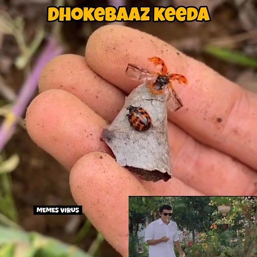 425K views · 5.2K reactions | wait for it 藍 | Memes Virus | Facebook