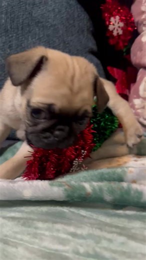 Pugs 😍 #pug #pugs #puglife | pugs