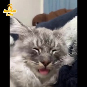 75K views · 8.6K reactions | Funny cats  | Animal Life | Facebook