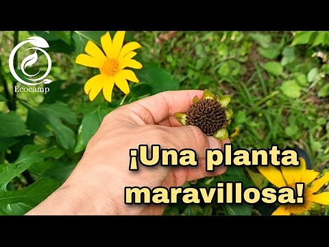 ¡Increíble! Descubre el secreto del botón de oro Tithonia Diversifolia"