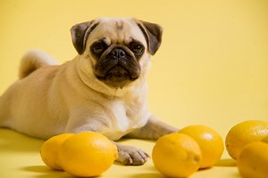 What Are The Benefits Of Lemon Juice For Dogs? - Cuteness
