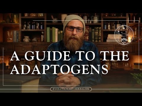 Adaptogenic Herbs and How to Use Them