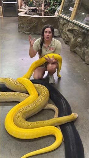 Got two crazy snakes that are more similar 🐍 than at first glance!