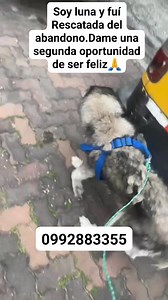 3K views · 131 reactions | Actualización YA FUE ADOPTADA EN UN...