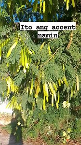 Ipil ipil tree #followerseveryone #reelsfypシ #follower #fbreels2024 #reelsvideoシ #fpyシ #everyoneactive | Mary Jean Penalver Palma