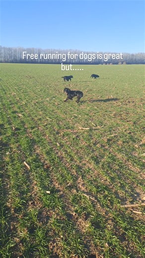 Dr Jacqueline Boyd on Instagram: "🐾Training tip number 9 for #TrainYourDogMonth 🐾 FREE RUNNING 🏃‍♀️ Dogs need to move - they evolved to! Running is often intrinsically rewarding for them and physically, its great for fitness and conditioning...... mental workouts are definitely good for dogs, but they NEED physical activity too! BUT....(several tips here!) Free running needs consideration. It needs to safe, risk assessed and to some extent, managed, for everyone's safety (your dog, people, en