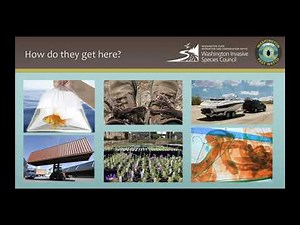 Washington Pest Watch - WA Invasives App Overview, Updates, and Improvements