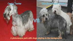 Comparing Cesky Terrier and Dandie Dinmont Terrier: A Comprehensive Guide