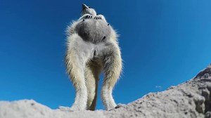 Ze Frank Presents Awards for Odd Animal Behavior