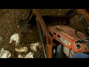 How Your Chicken is Produced