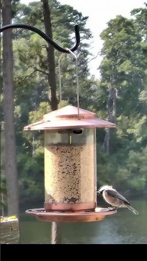 Black Capped Cutie ✨Tiny Songbird ✨ Carolina Chickadee