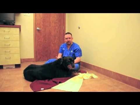 How to Introduce a New Puppy to Your Dog