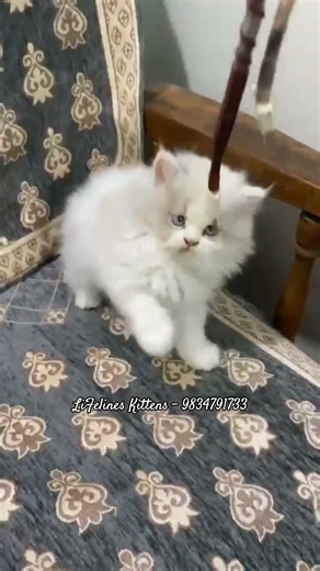 Cute Ragdoll Cat Kittens Price in India #bangalore #ragdoll #britishshorthair #mumbai #kitten #pune
