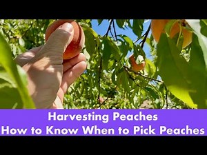 Harvesting Peaches How to Know When to Pick Peaches