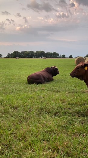 #diamondhbeefmasters #beefmaster #beefmasters #cattle #redriverperformancegroup #MakeABunchHappen #WhenRiftanSays #ThanksandGiving
