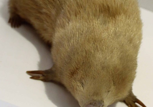 Giant Golden Mole